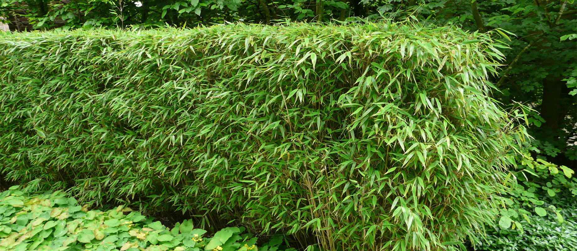 ananas kaktus Ananas comosus (Ananas) – Jungle Leaves main image 0