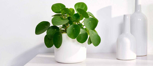 So stecken Sie die Pfannkuchenpflanze