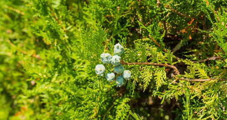 Stutzen die Scheinzypresse (Chamaecyparis Lawsoniana)