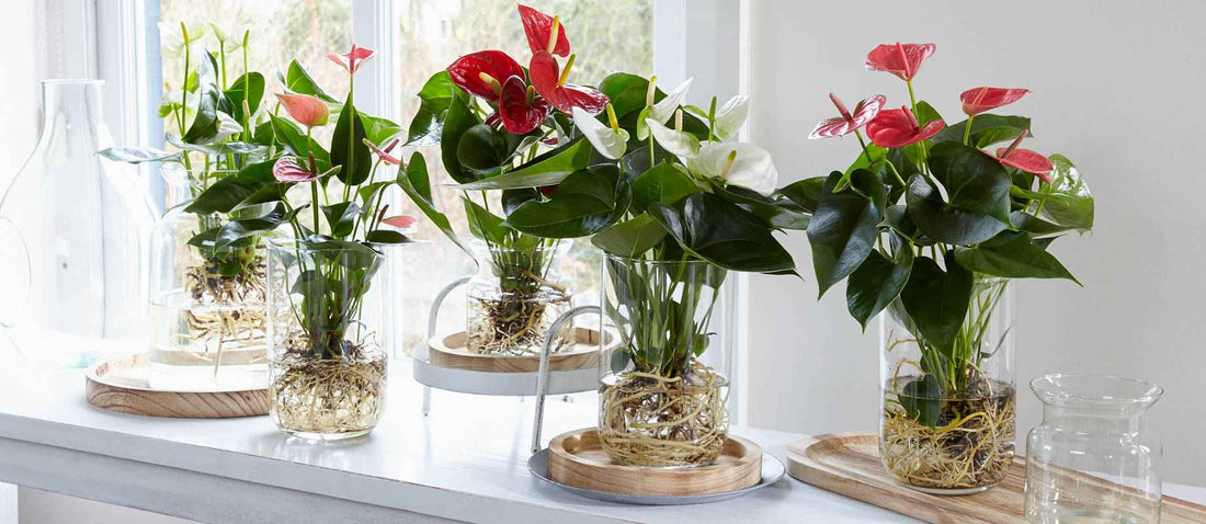 Neuester Trend: Anthurie im Wasser!