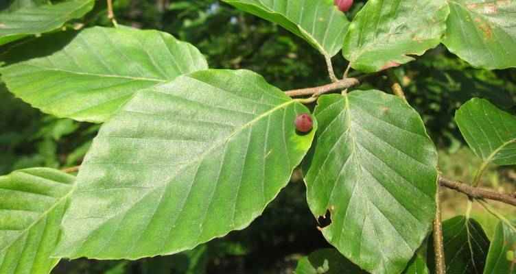 Stutzen die Rotbuche (Fagus sylvatica)