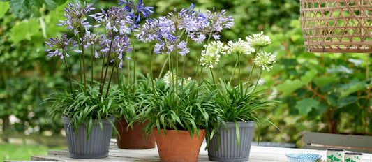 Agapanthus, die Afrikanische Lilie