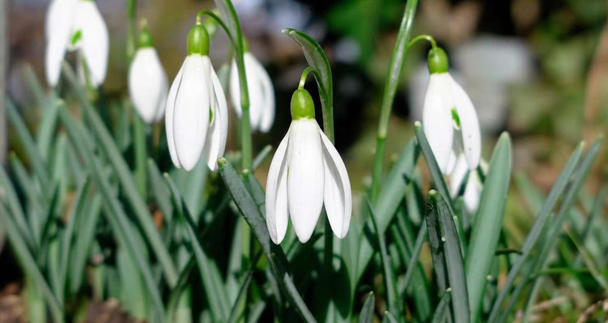 Das Verwildern von Blumenzwiebeln und Pflanzen
