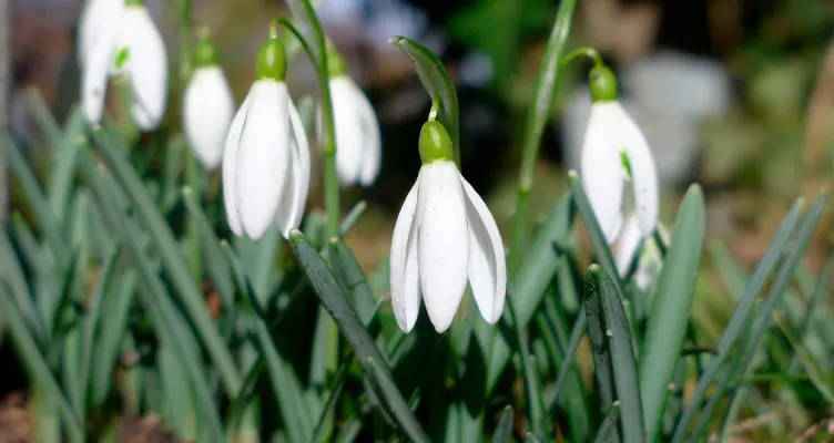 Das Verwildern von Blumenzwiebeln und Pflanzen