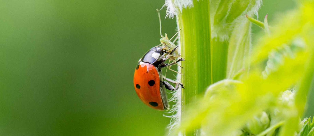 Biologische Bekämpfung von Läusen