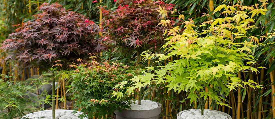 Den Japanischen Ahorn stutzen: wie und wann?
