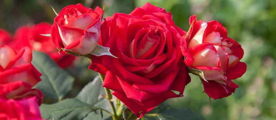 Rosen pflanzen: wie und wann?