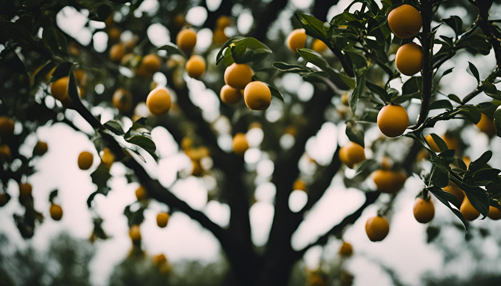 Krankheiten von Obstbäumen im Topf vorbeugen und behandeln