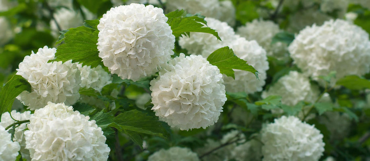Stutzen des Schneeballs (Viburnum)