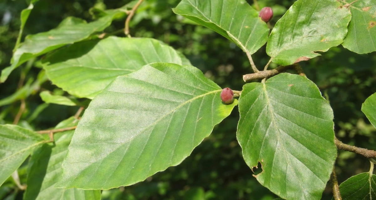 Stutzen die Rotbuche (Fagus sylvatica)