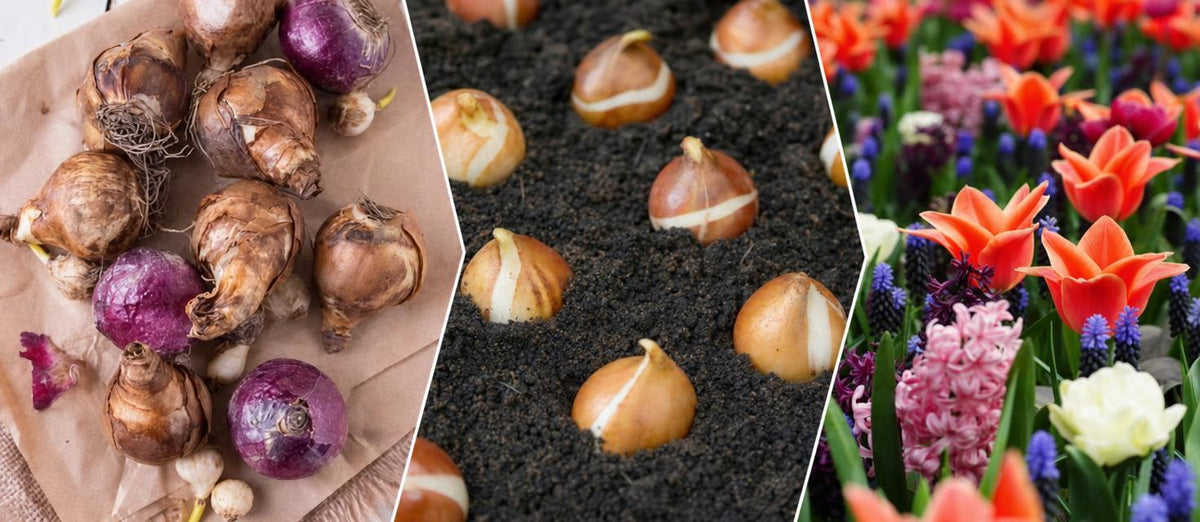 Blumenzwiebeln pflanzen – kinderleicht!
