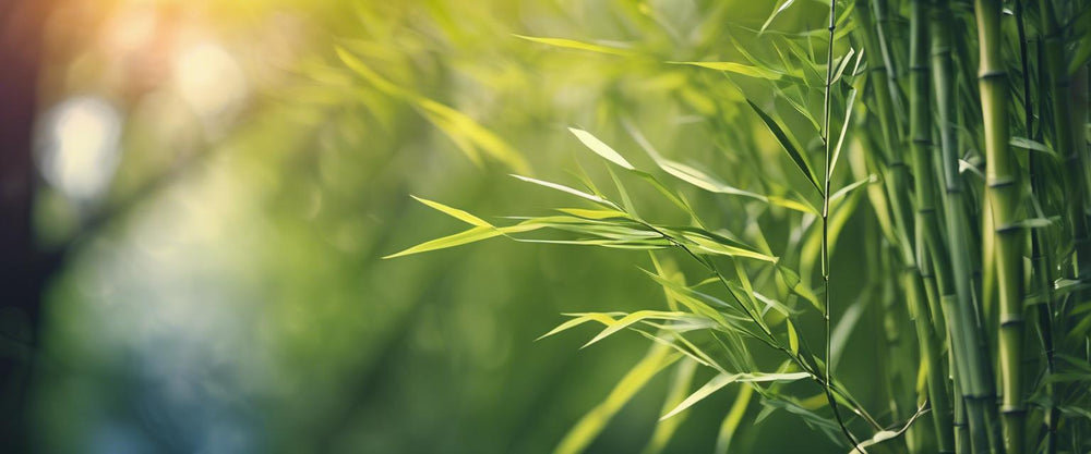 Bambus düngen: umfassender Leitfaden