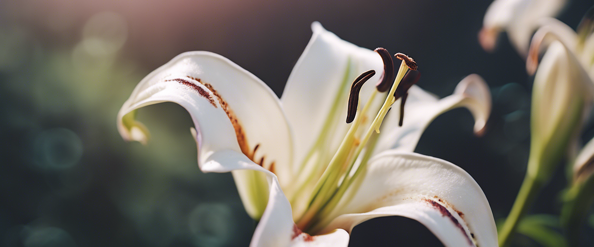 Leitfaden zu Lilienhybriden