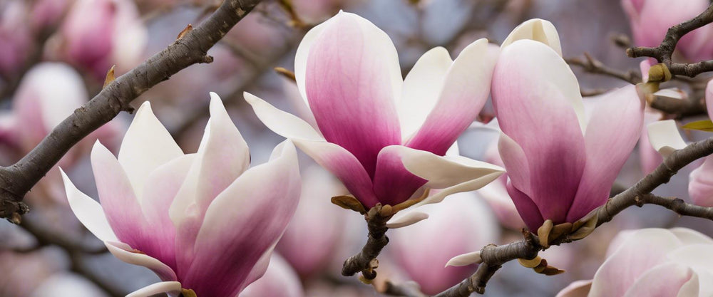 Umfassender Leitfaden zum Gießen von Magnolien