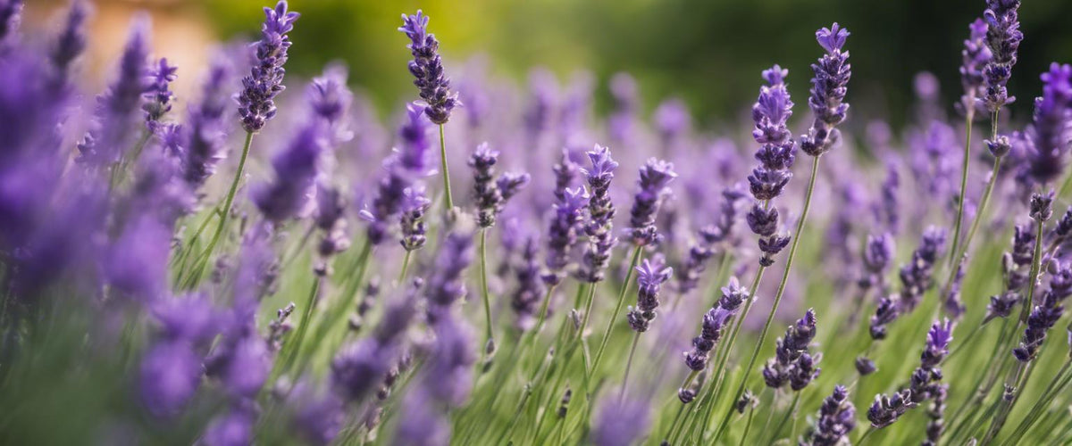 Wesentliche Pflegetipps für Ihren Lavendel