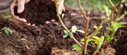 Blumenerde, die Grundlage für Grünpflanzen – im Innen- und Außenbereich