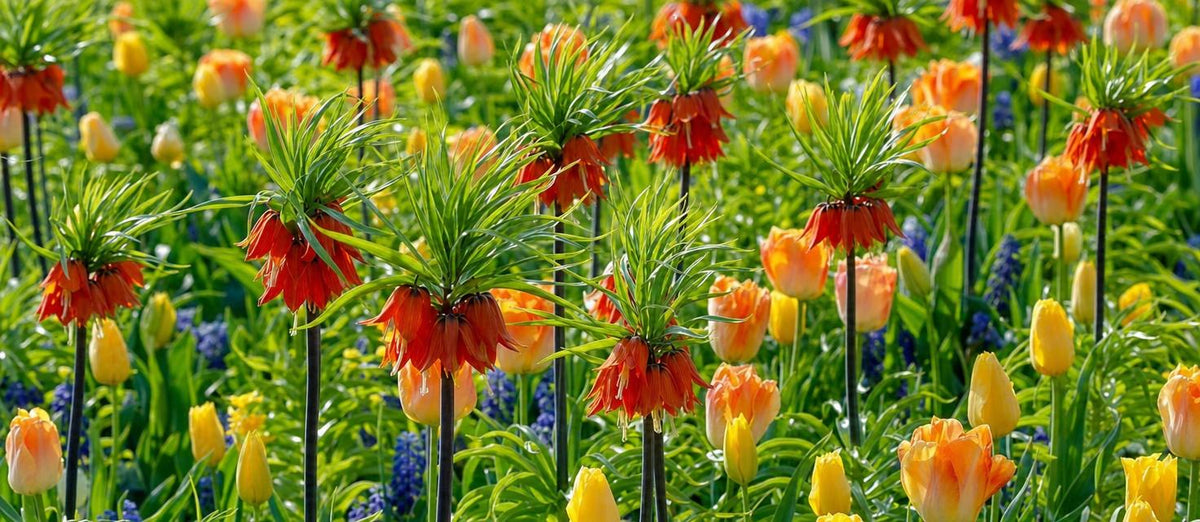 Fritillaria: Die Glöckchen für den späteren Frühling