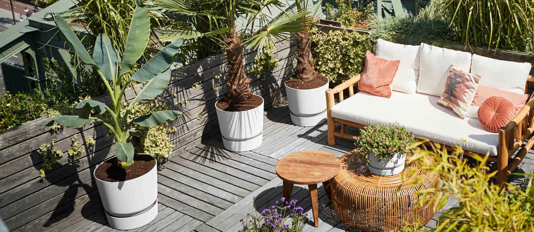 zimmerpflanzen günstig bestellen Starter-Set | plus kleines Geschenk main image 1