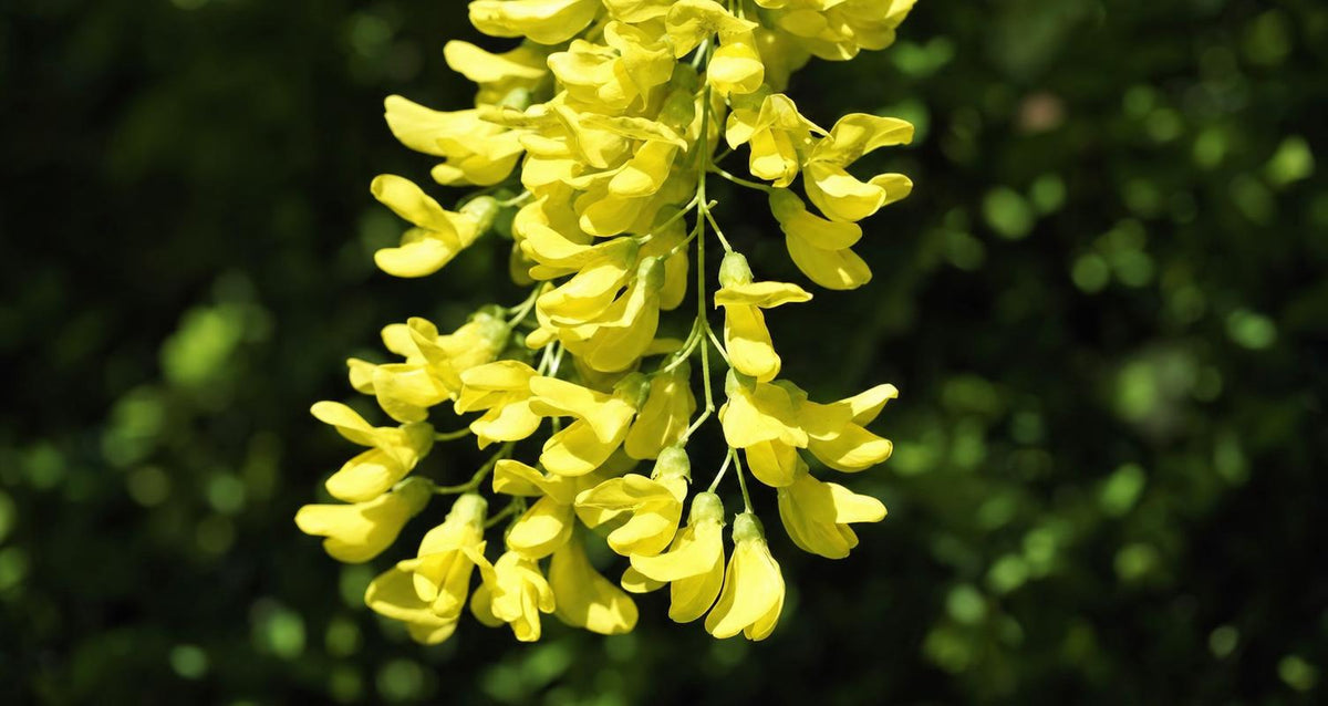 Stutzen den Goldregen (Laburnum)