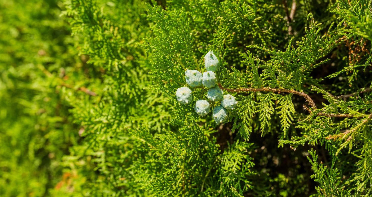 Stutzen die Scheinzypresse (Chamaecyparis Lawsoniana)