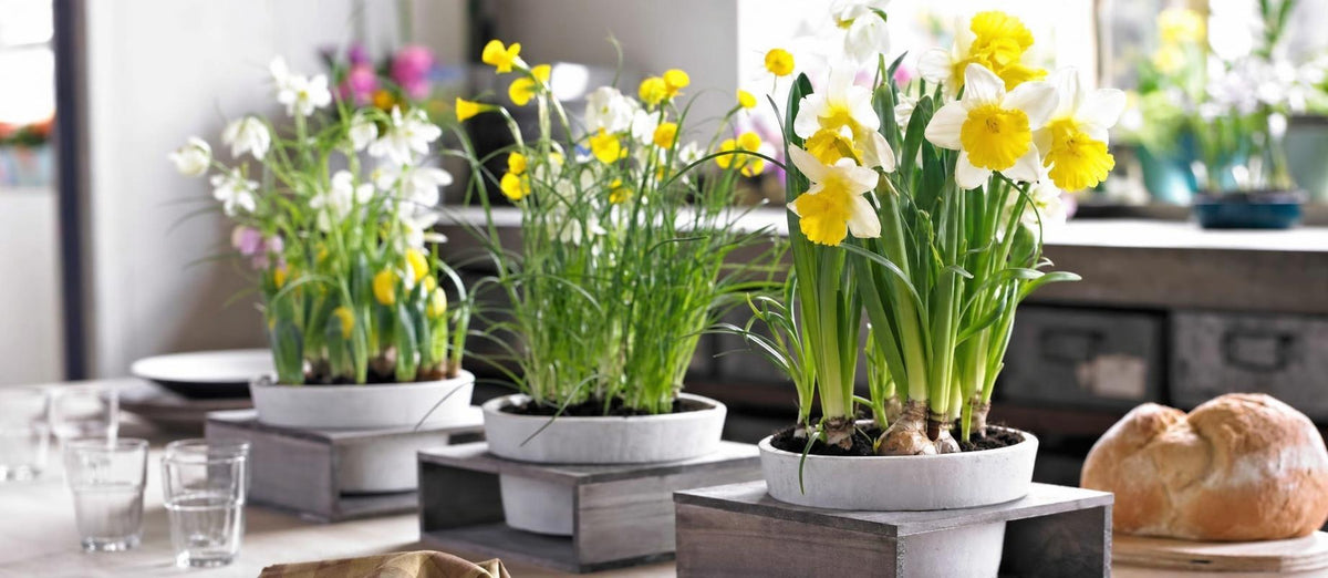 Blumenzwiebeln für drinnen