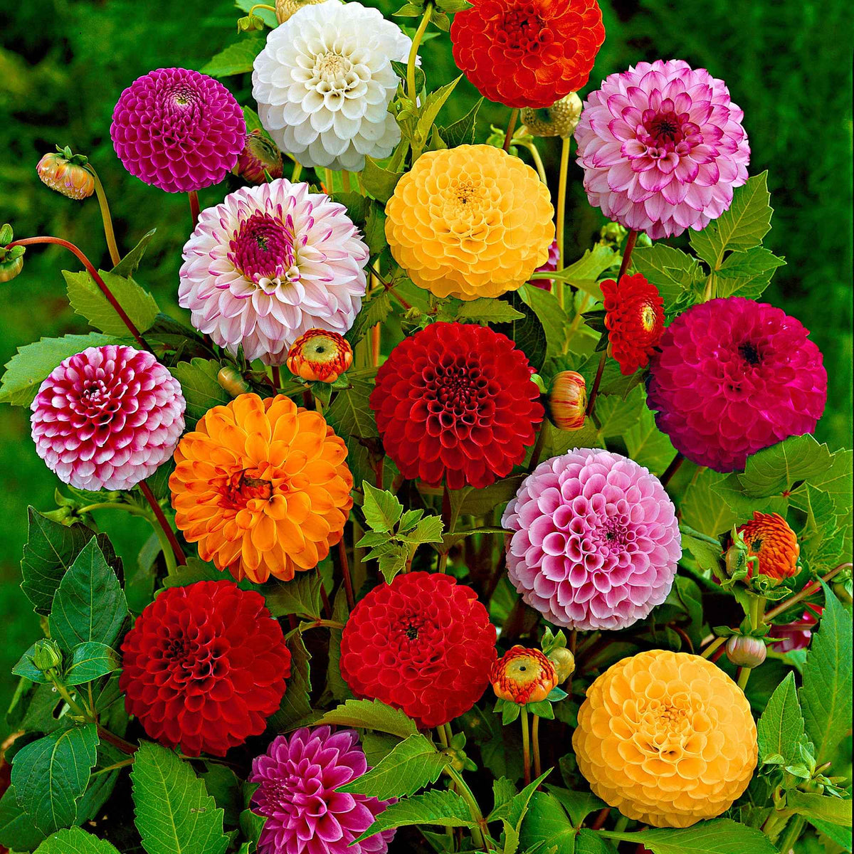 Zweifarbiges Ananaslilie - Eucomis bicolor
