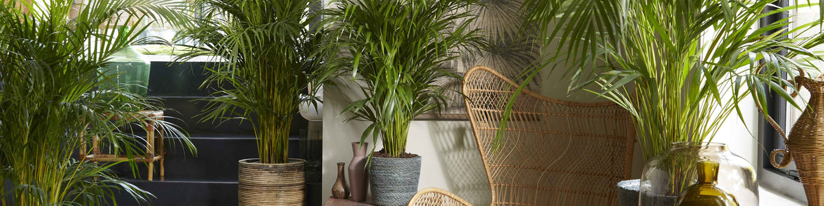 Goldfruchtpalme - Dypsis
