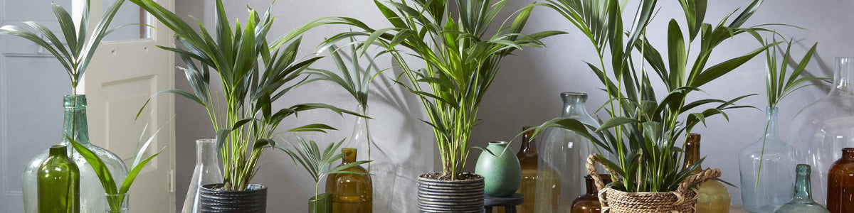 Belmores Palme - Howea belmoreana