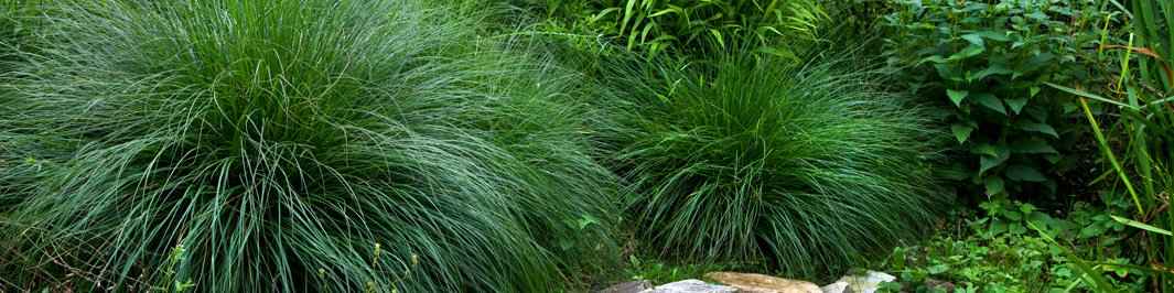 Morrow-Segge - Carex morrowii
