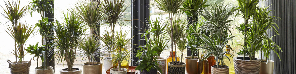 Dracaena cinnabari - Zimtroter Drachenbaum