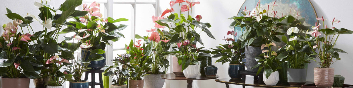 Flamingoblume - Anthurie