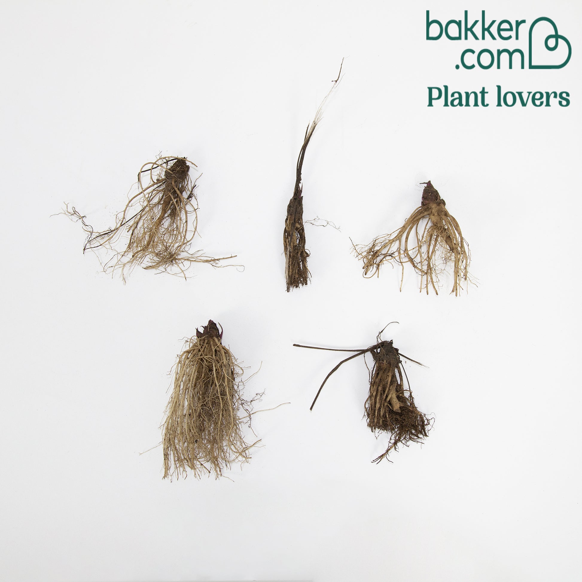 Sonnenhut - Echinacea purpurea