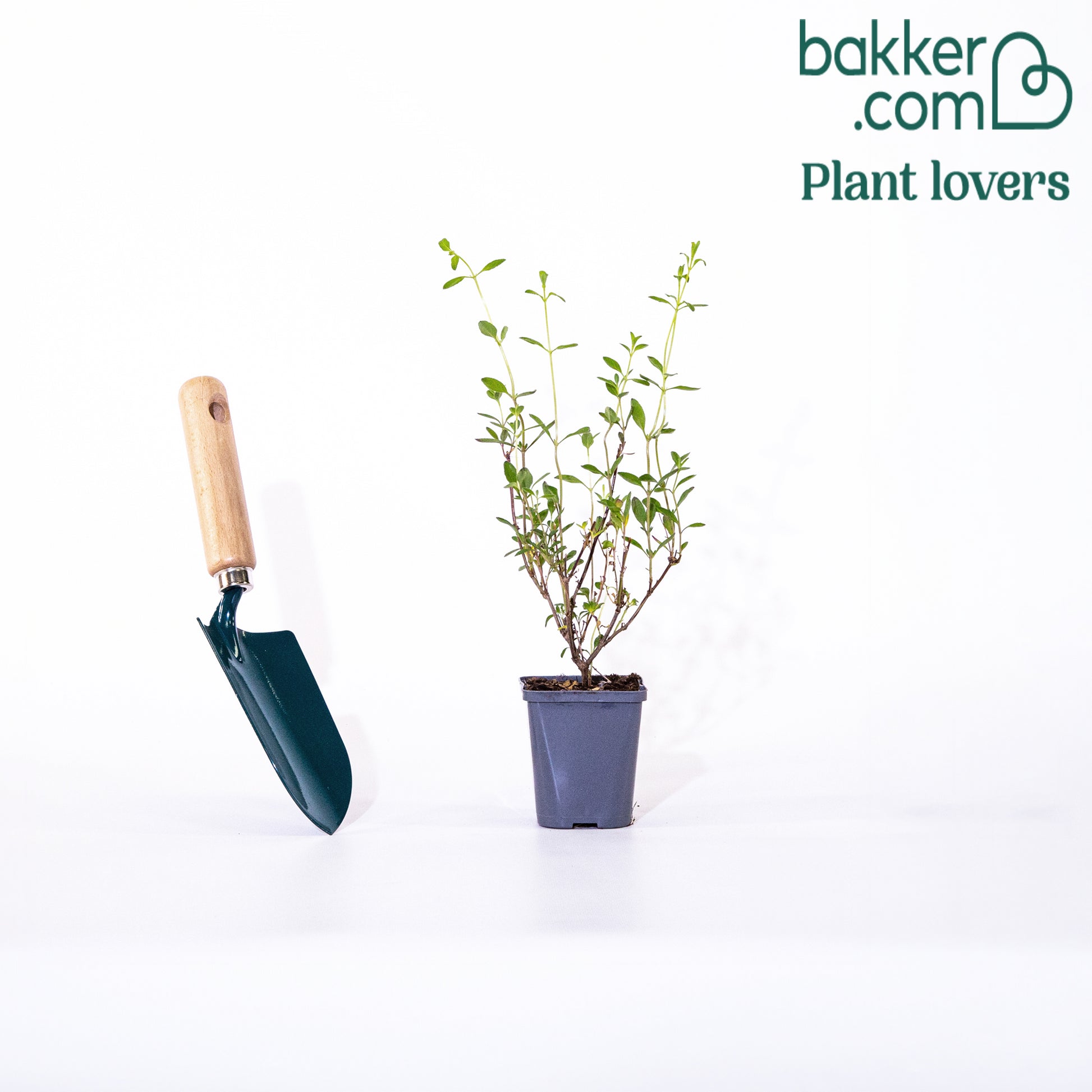 Salbei Violette de Loire ® - Salvia jamensis Violette de Loire ® Barsal