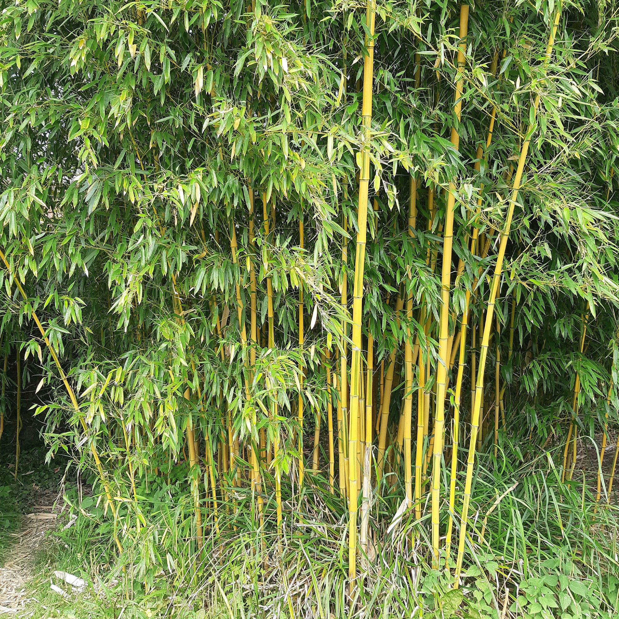 Bambus 'Aureosulcata Spectabilis' - Phyllostachys aureosulcata spectabilis 
