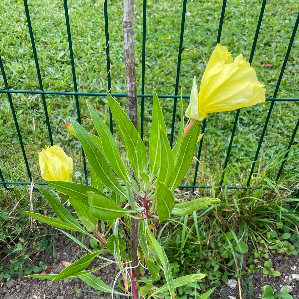 Blühende Stauden - Nachtkerzen (x2) - Oenothera macrocarpa (missouriensis)