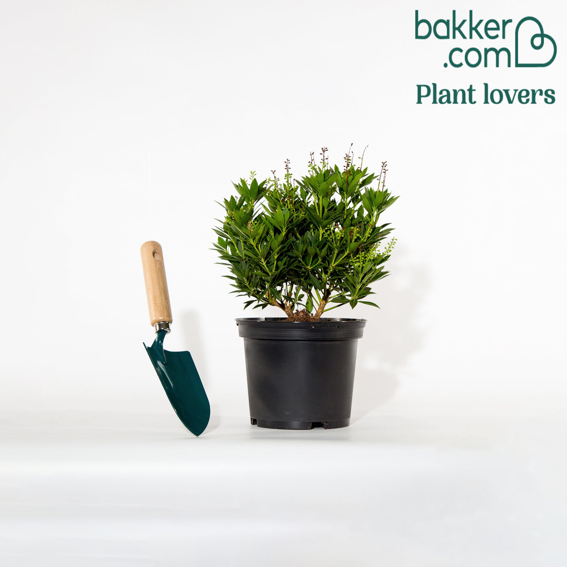 Japanische Lavendelheide - Pieris japonica white cascade