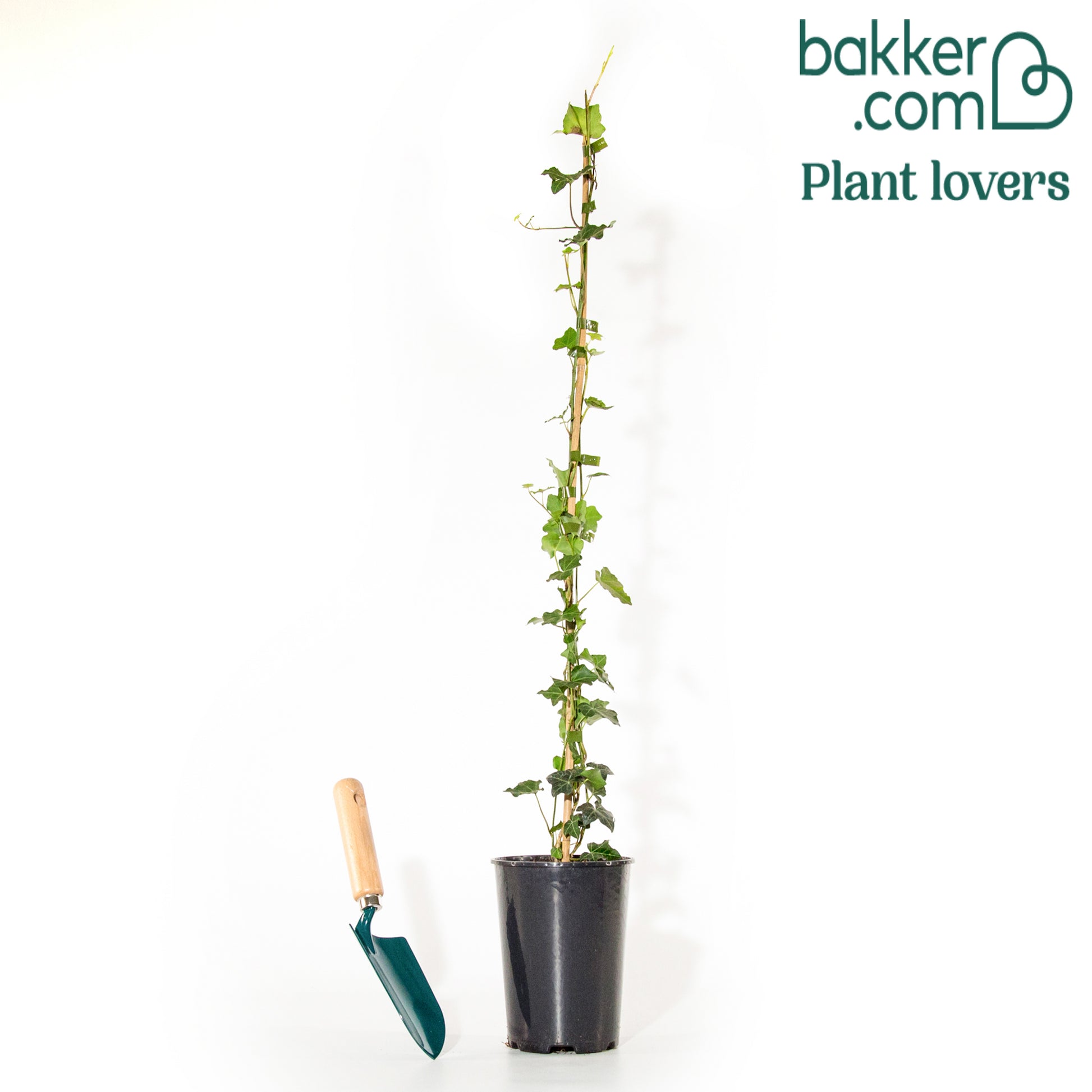 Efeu - Hedera helix - Efeu - Hedera