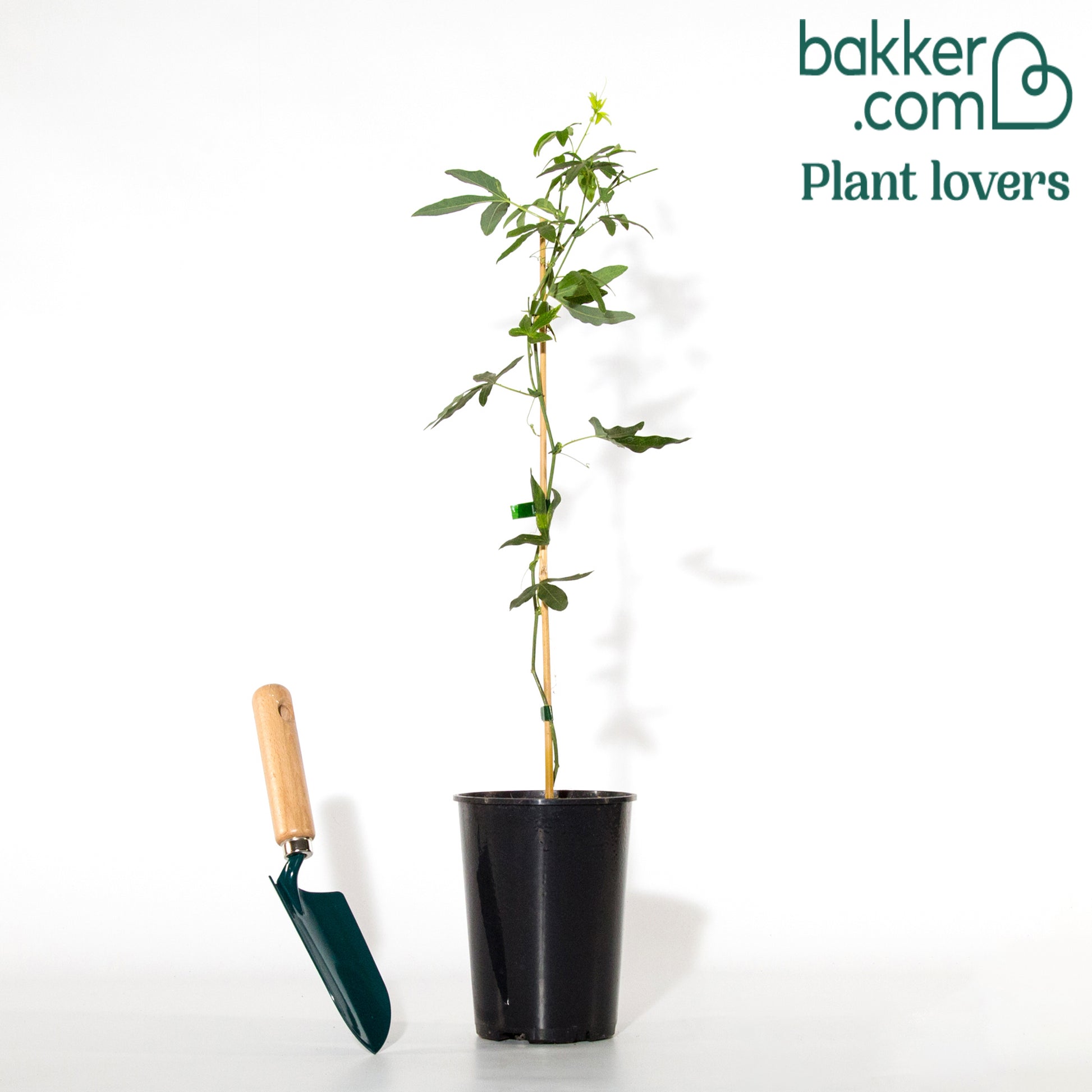 Passionsblume 'Constance Elliot' - Passiflora caerulea constance elliot - Kletterpflanzen