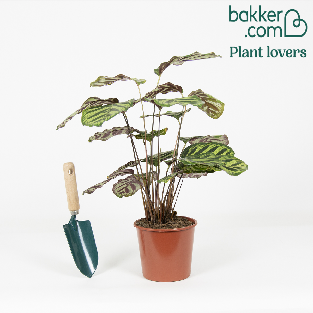 Korbmarante 'Makoyana' - Calathea makoyana - Nach Sorten