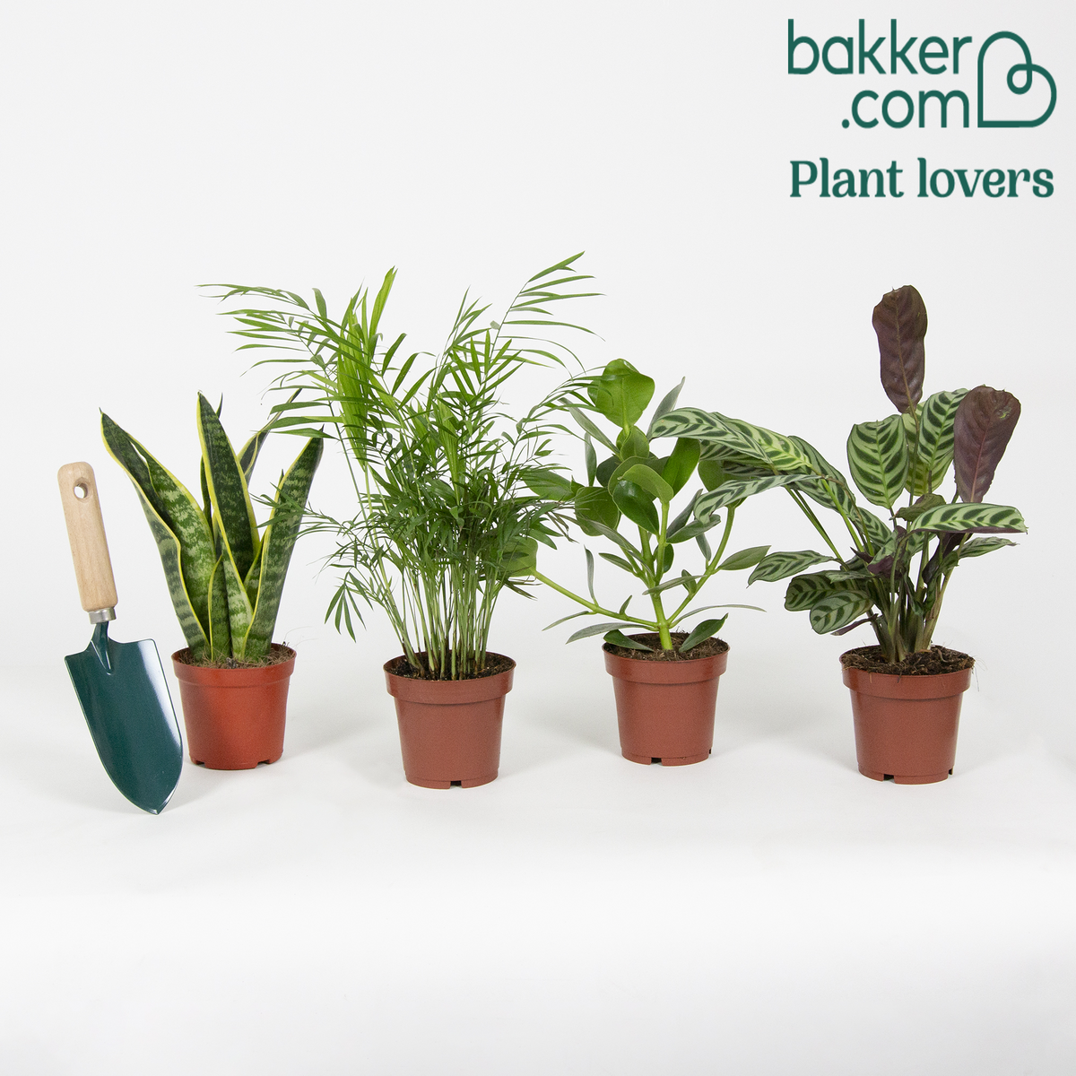 Pflegeleichte Zimmerpflanzen Mischung (x4) - clusia, chamaedorea, ctenanthe burle marxii, sansevieria