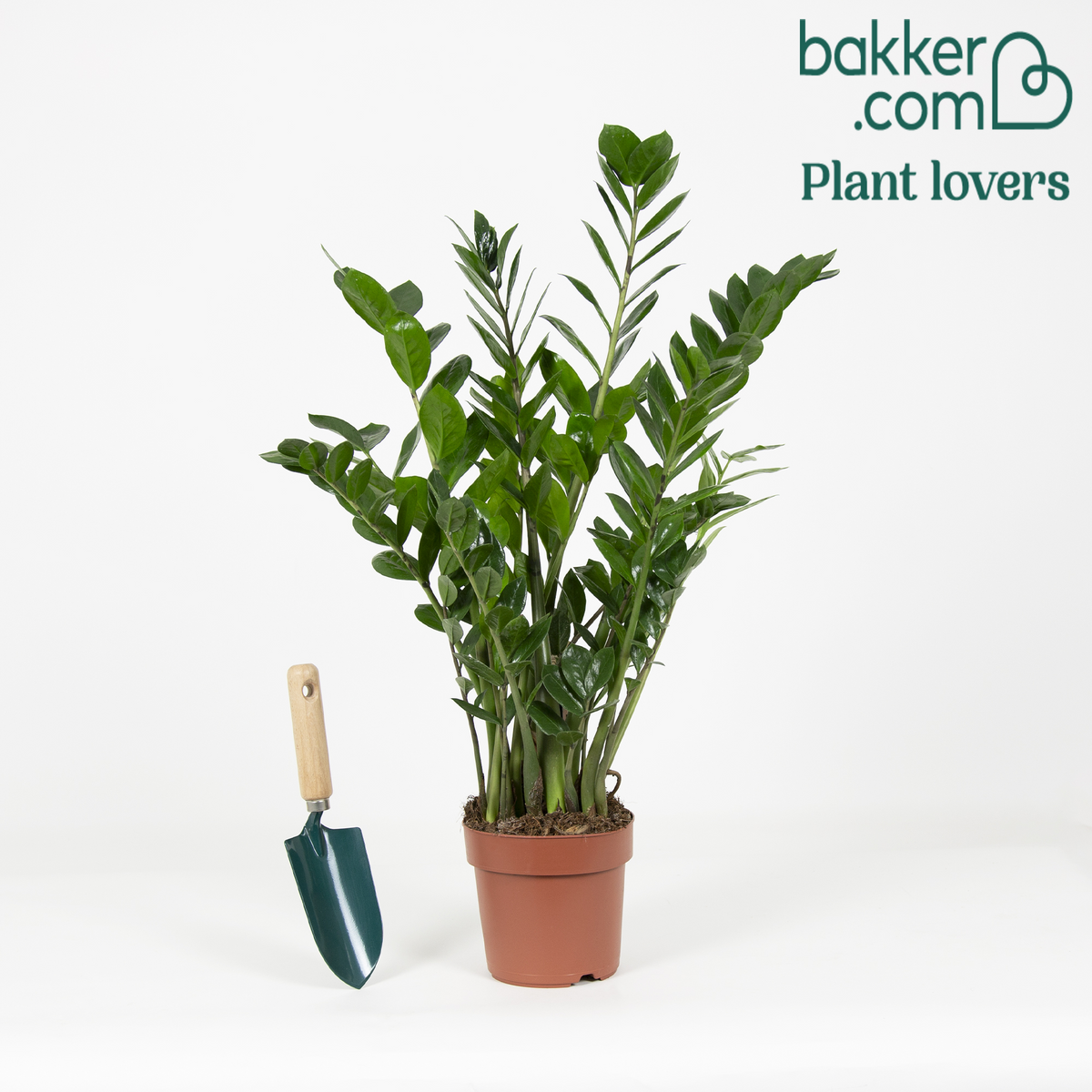Glücksfeder - Zamioculcas zamiifolia