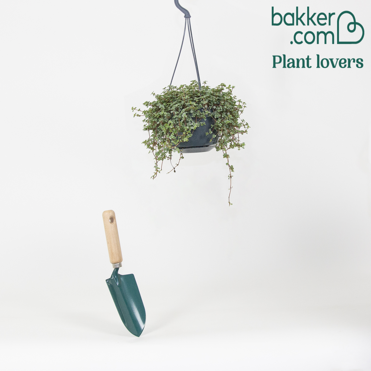 Kanonierblume - Pilea glaucophylla - Grüne Zimmerpflanzen
