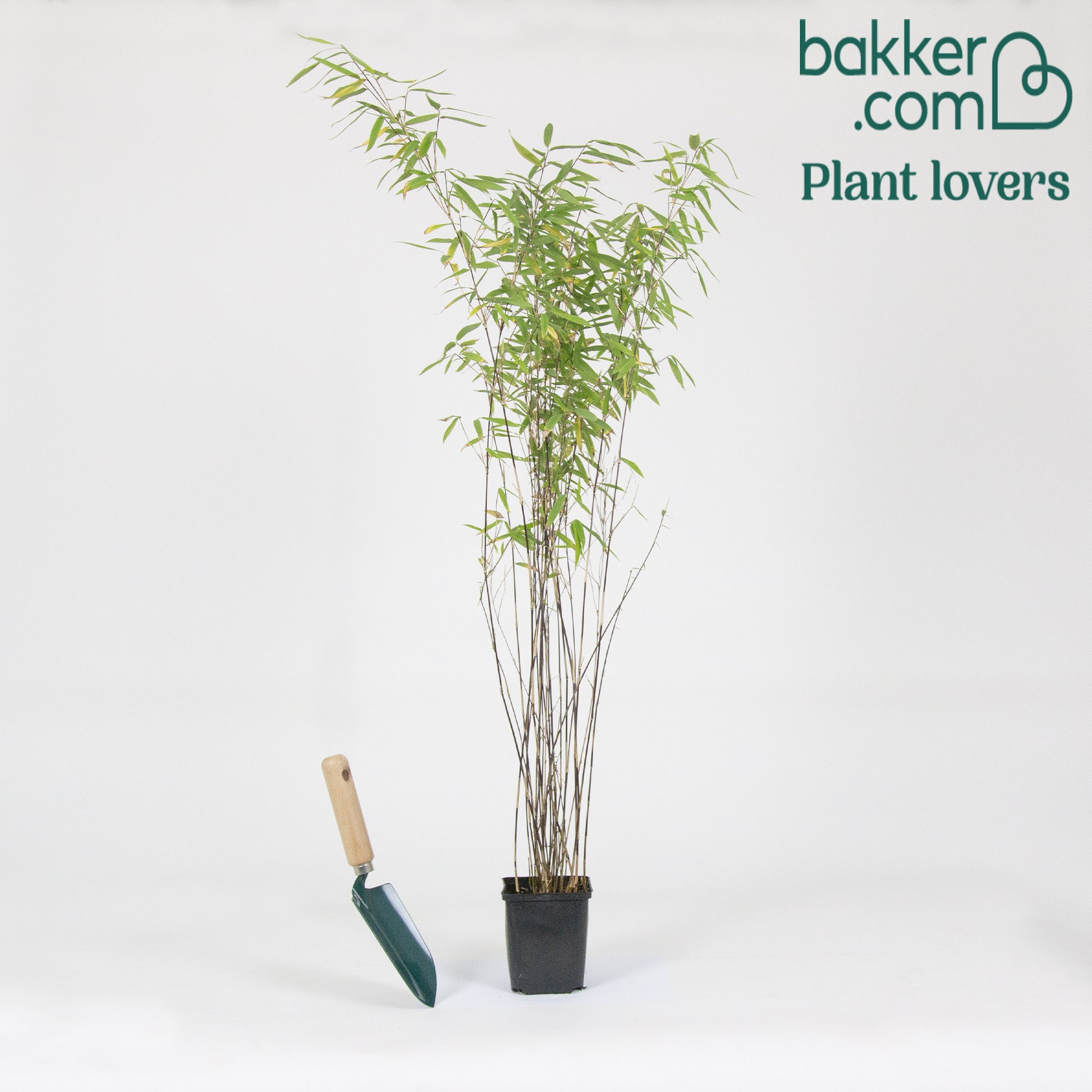 Gartenbambus 'Volcano' - Fargesia nitida 'volcano'