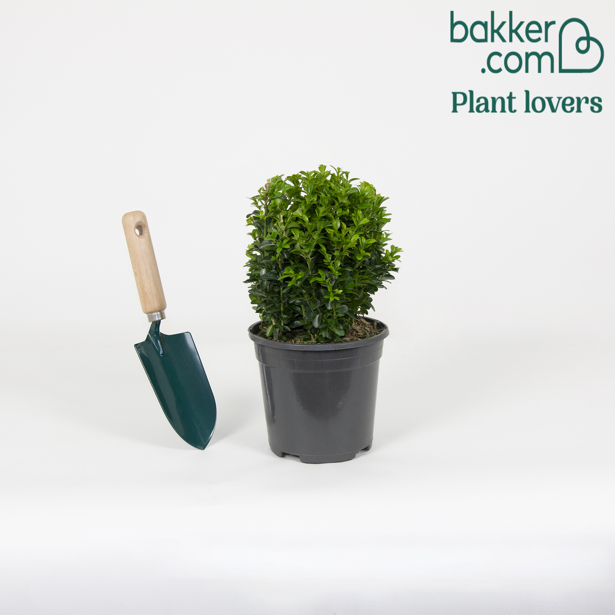 Buchsbaum Kugelform - Buxus sempervirens - Sträucher und Stauden