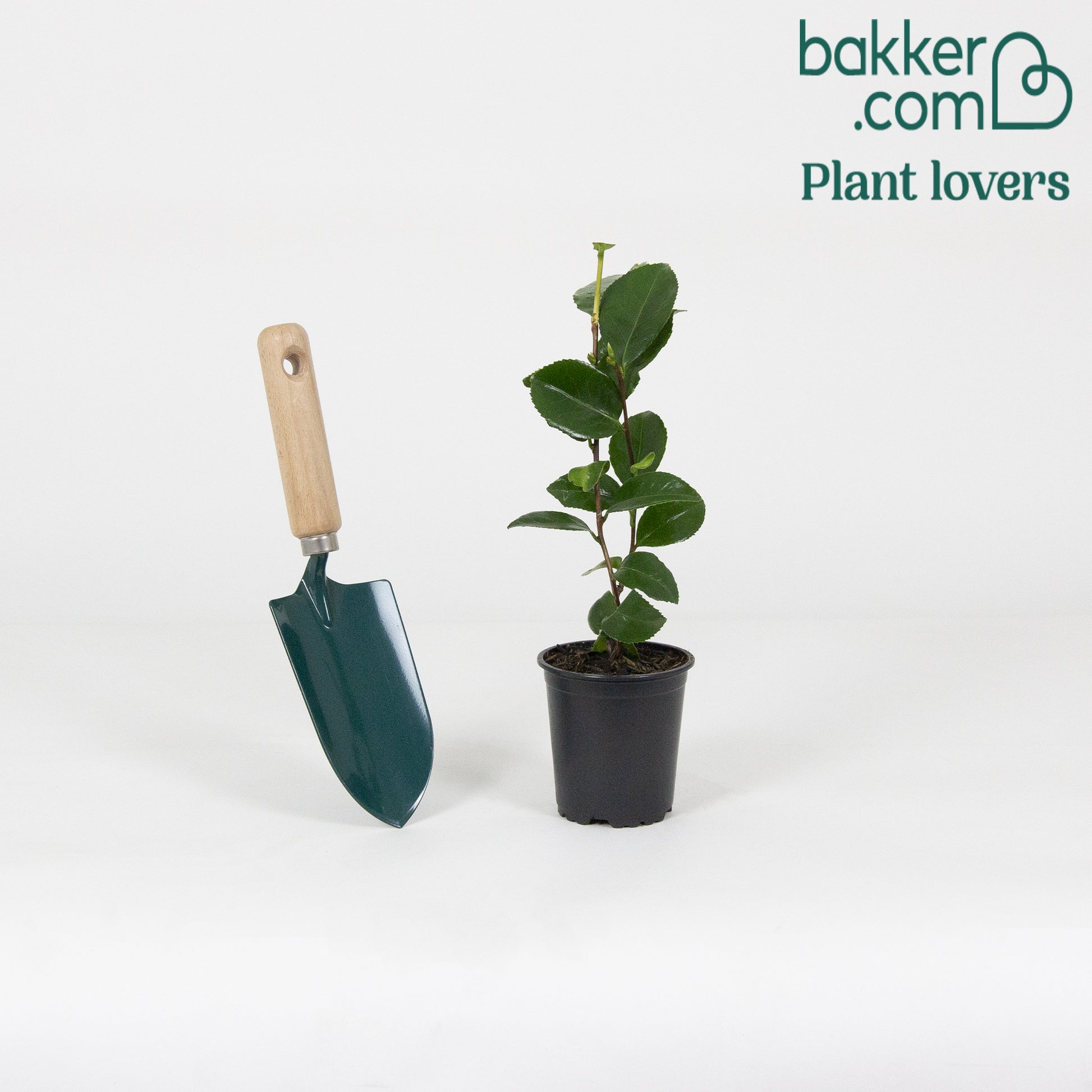 Kamelie 'Bonomiana' - Camellia japonica 'bonomiana'