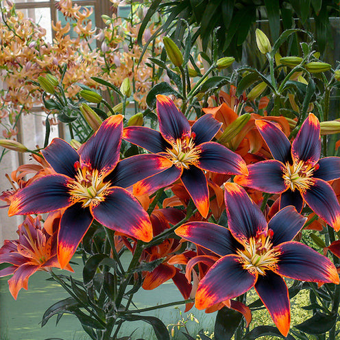 Blumenzwiebeln Asiatische Lilie Forever Susan (x5) - Lilium Forever Susan