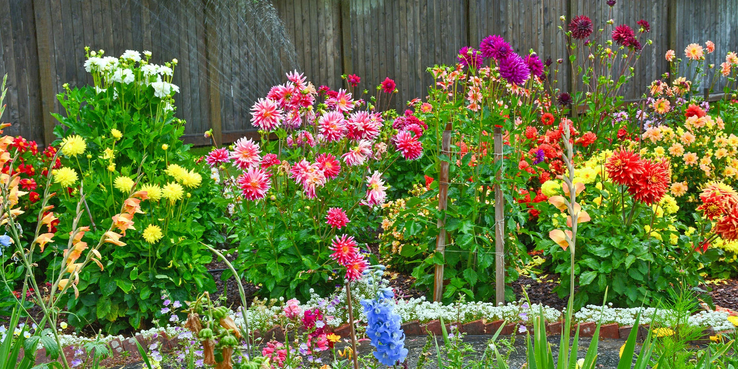 Blumenzwiebeln bis zu -25%: Setzen Sie auf Farbe
