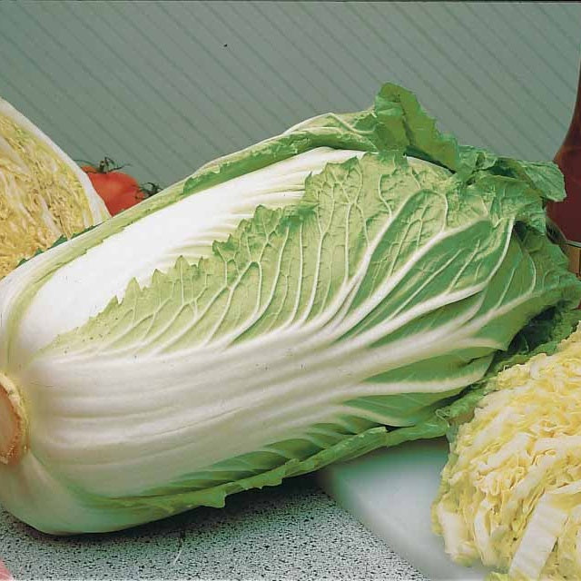 Saatgut Chinakohl Pe-Tsai - Brassica rapa pekinensis pe-tsai