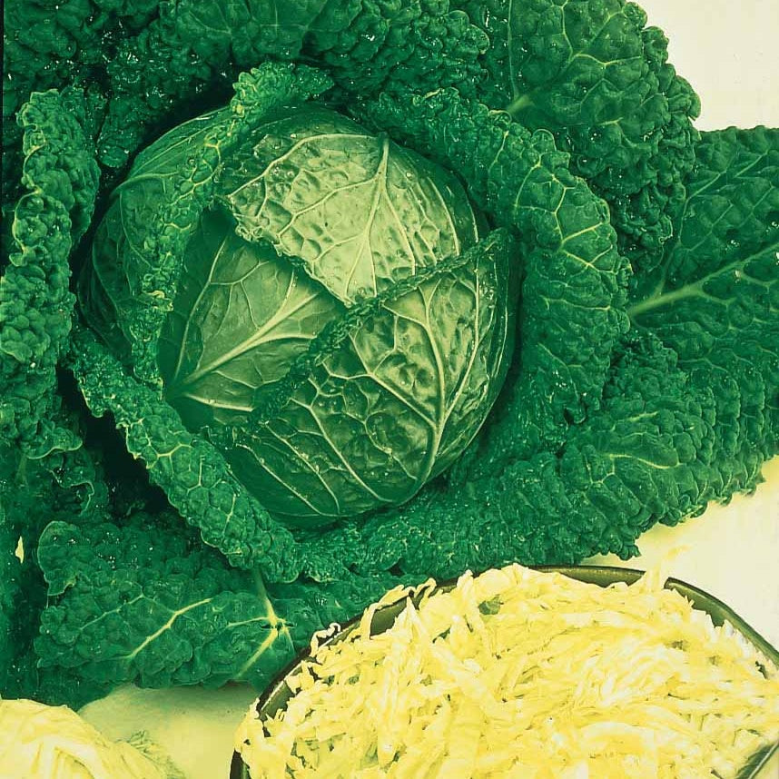 Saatgut Wirsing 'Gros des Vertus 2' - Brassica oleracea sabauda gros des  vertus 2
