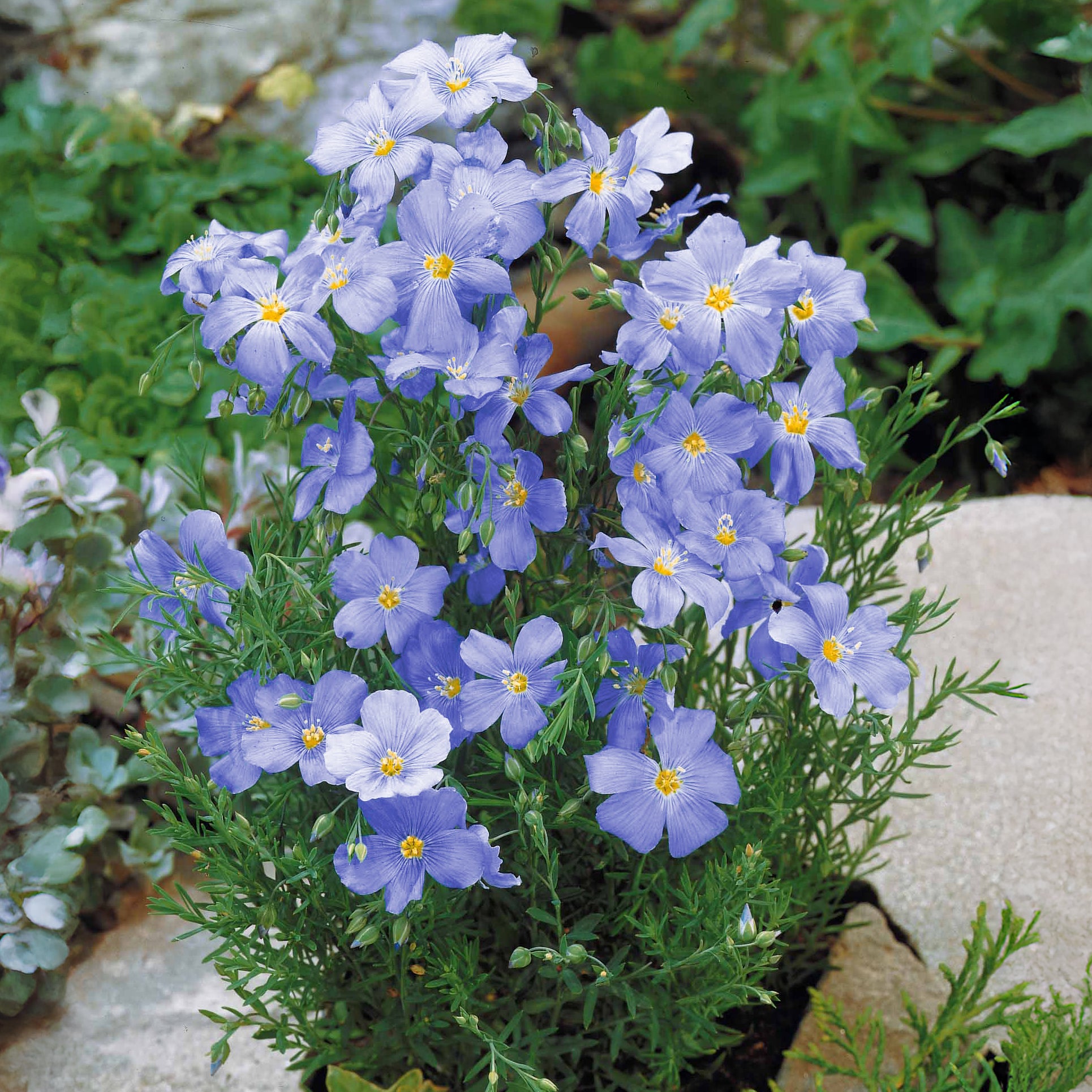 Saatgut Blauer Stauden-Lein - Linum perenne